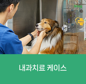 내과치료 케이스