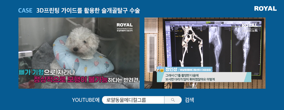 반려동물 질환별 치료법 5