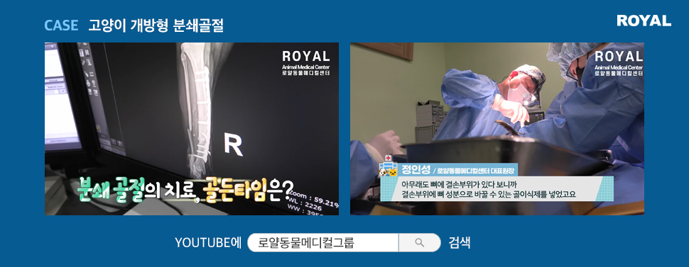 반려동물 질환별 치료법 8