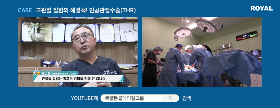반려동물 질환별 치료법 14