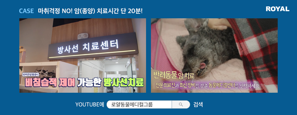 반려동물 질환별 치료법 15