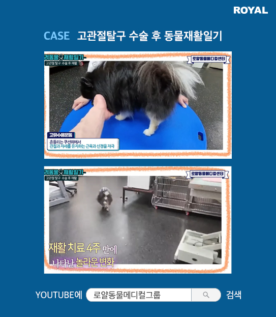 반려동물 치료 사례 4