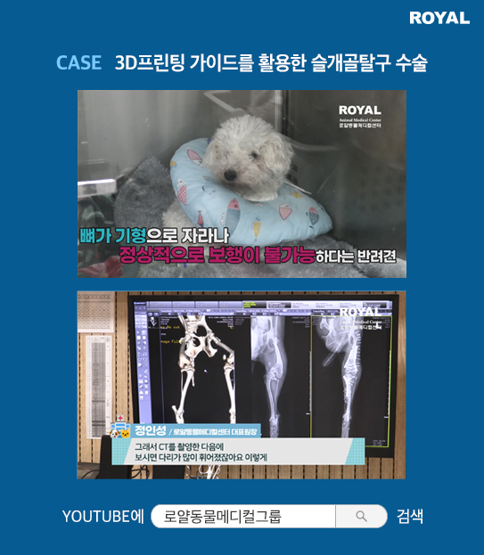 반려동물 치료 사례 5